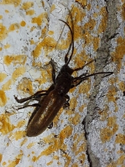 Anaesthetis testacea