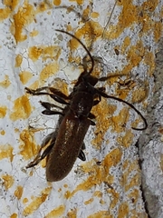 Anaesthetis testacea