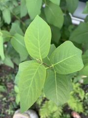 Lonicera hirsuta