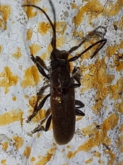 Anaesthetis testacea