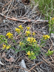 Draba streptocarpa