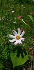 Cosmos diversifolius