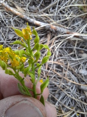 Draba streptocarpa