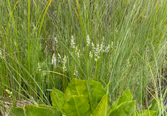 Platanthera dilatata