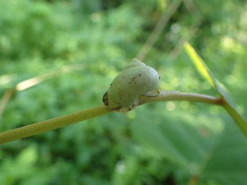 Leptopoma taivanum