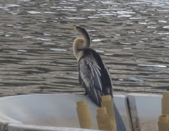 Anhinga anhinga leucogaster