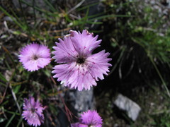 Dianthus nitidus