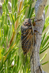 Tibicinina
