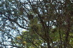 Tillandsia recurvata