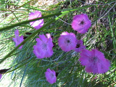 Dianthus nitidus