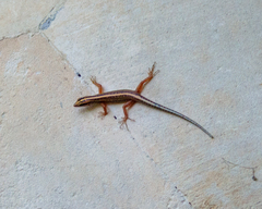 Sphenomorphus sanctus