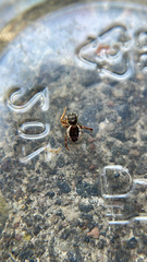 Pelegrina flavipes