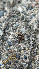 Pelegrina flavipes