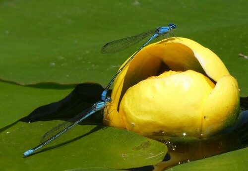 Slender Bluet photo 4