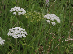 Sium latifolium