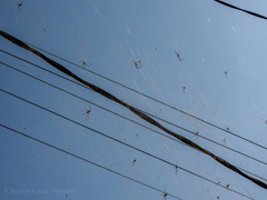 Nephila vitiana