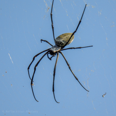 Nephila vitiana