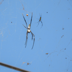 Nephila vitiana