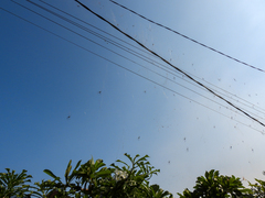 Nephila vitiana