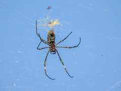 Nephila vitiana