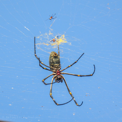 Nephila vitiana