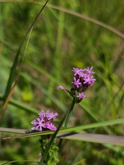 Polygala incarnata