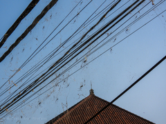 Nephila vitiana