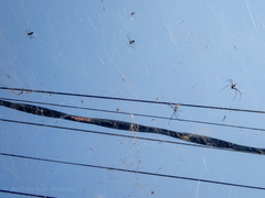 Nephila vitiana