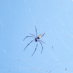 Nephila vitiana