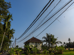 Nephila vitiana