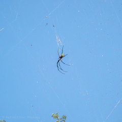 Nephila vitiana