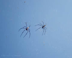 Nephila vitiana