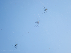 Nephila vitiana