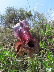 Iris lycotis