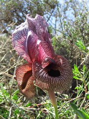 Iris lycotis