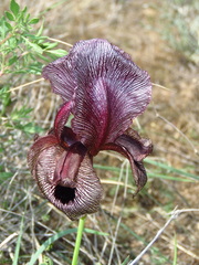 Iris lycotis