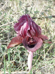 Iris lycotis
