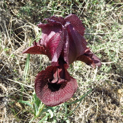 Iris lycotis