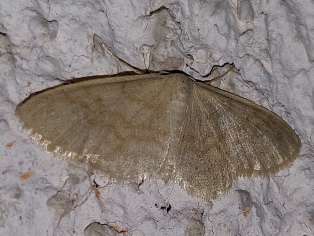 Idaea nitidata