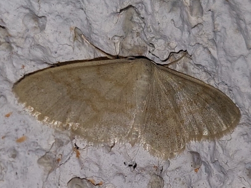 Idaea nitidata
