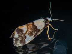 Philenora aspectalella