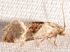 Phalonidia lepidana