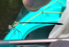 Lestes inaequalis