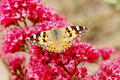 Vanessa cardui