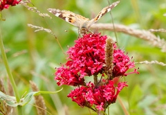 Vanessa cardui