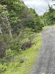 Canachites canadensis