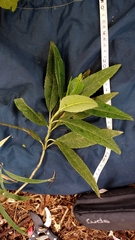 Ageratina popayanensis