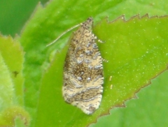 Olethreutes astrologana