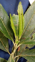 Ageratina popayanensis