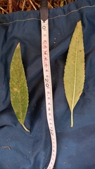 Ageratina popayanensis